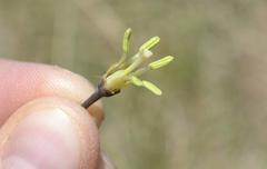 Drimia basutica