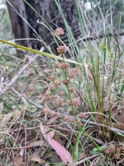 Lomandra multiflora multiflora