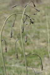 Drimia basutica