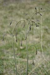Drimia basutica
