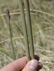 Drimia basutica