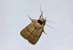 Athetis thoracica