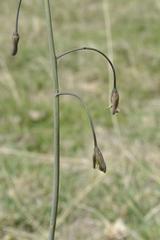 Drimia basutica