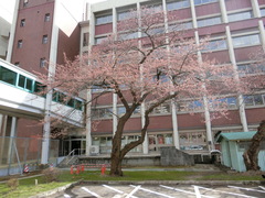 Prunus × yedoensis