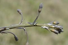 Drimia basutica