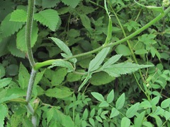 Heracleum chorodanum