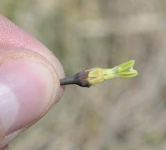 Drimia basutica