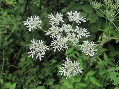 Heracleum chorodanum