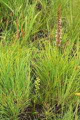 Satyrium neglectum neglectum