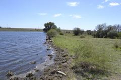 Drimia basutica