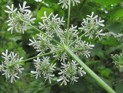 Heracleum chorodanum