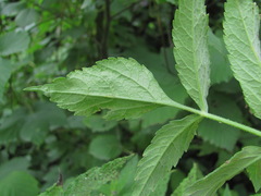 Heracleum chorodanum