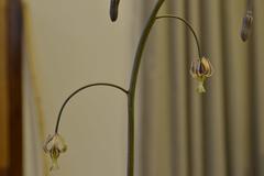 Drimia basutica