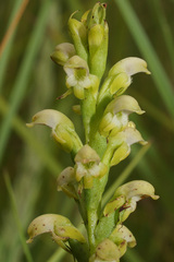 Satyrium microrrhynchum