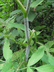 Heracleum chorodanum