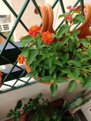 Lantana