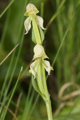 Disperis concinna