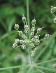 Heracleum chorodanum