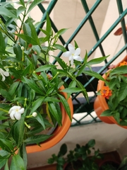 Tabernaemontana divaricata