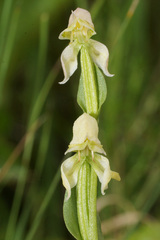 Disperis concinna