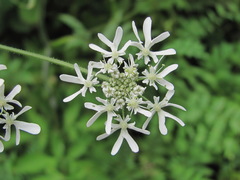 Heracleum chorodanum