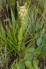 Disa tysonii