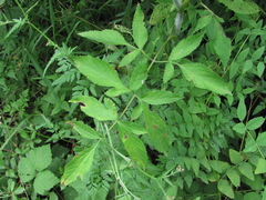 Heracleum chorodanum