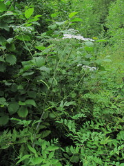 Heracleum chorodanum