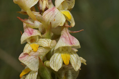 Disa tysonii