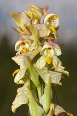 Disa tysonii