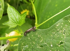 Ablepharus himalayanus