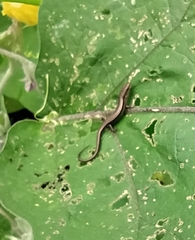 Ablepharus himalayanus