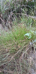 Eleocharis carniolica