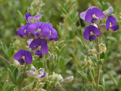 Lotononis lotononoides