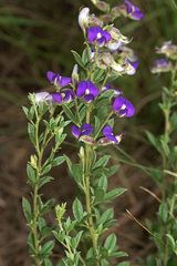 Lotononis lotononoides