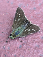 Polytremis pellucida