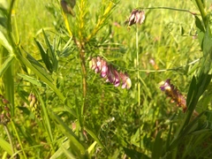 Vicia megalotropis