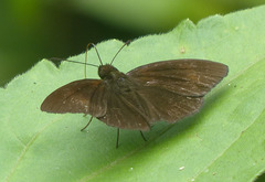 Koruthaialos rubecula