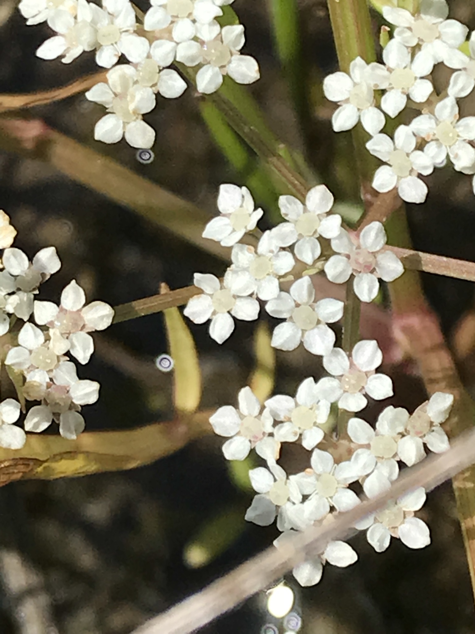 Limnosciadium pumilum
