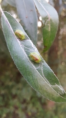 Phyllocnistis saligna