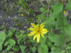 Lapsana communis grandiflora