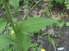 Lapsana communis grandiflora