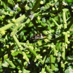 Aplerotus