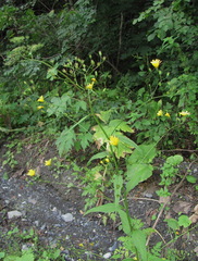 Lapsana communis grandiflora