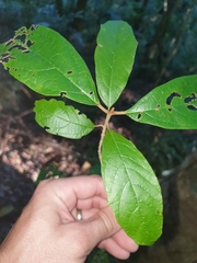 Gmelina leichhardtii