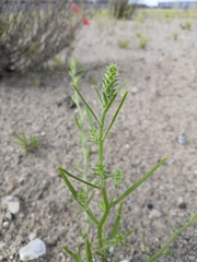 Corispermum intermedium