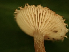 Lactarius gracilis