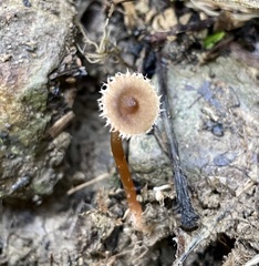 Lactarius gracilis