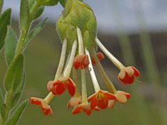 Glumicalyx goseloides