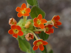 Glumicalyx goseloides